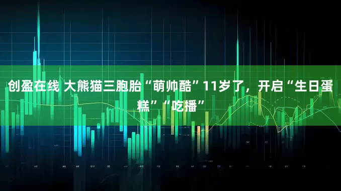 创盈在线 大熊猫三胞胎“萌帅酷”11岁了，开启“生日蛋糕”“吃播”