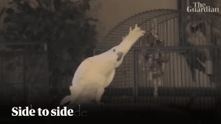 杠杆配资网 新学期，比人类还爱学习的学霸小鸟都要学点啥？